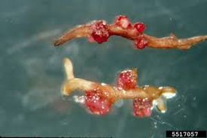 uploads/images/pest/apple nematode.jpg